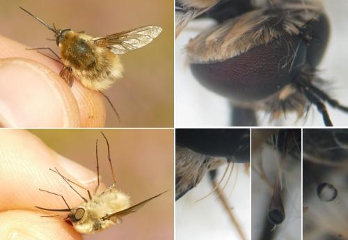 Réf. 284 737 : Bombylius canescens